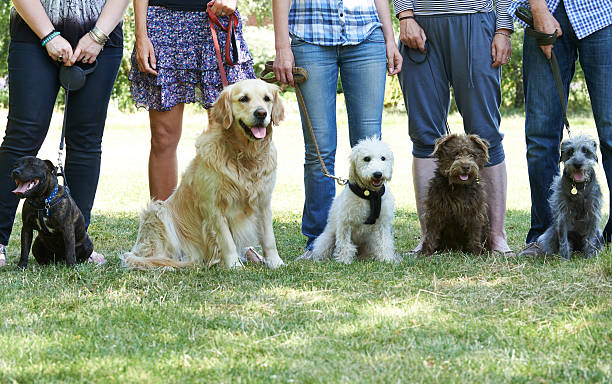 group of dogs with owners at obedience class