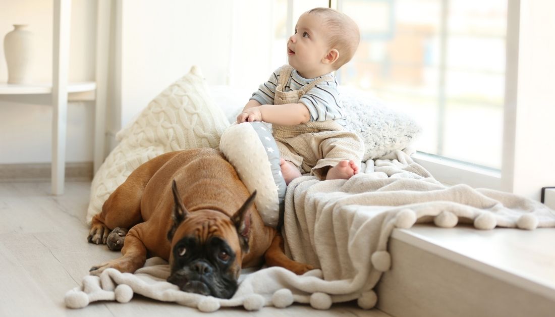 bébé avec boxer près d'une fenêtre