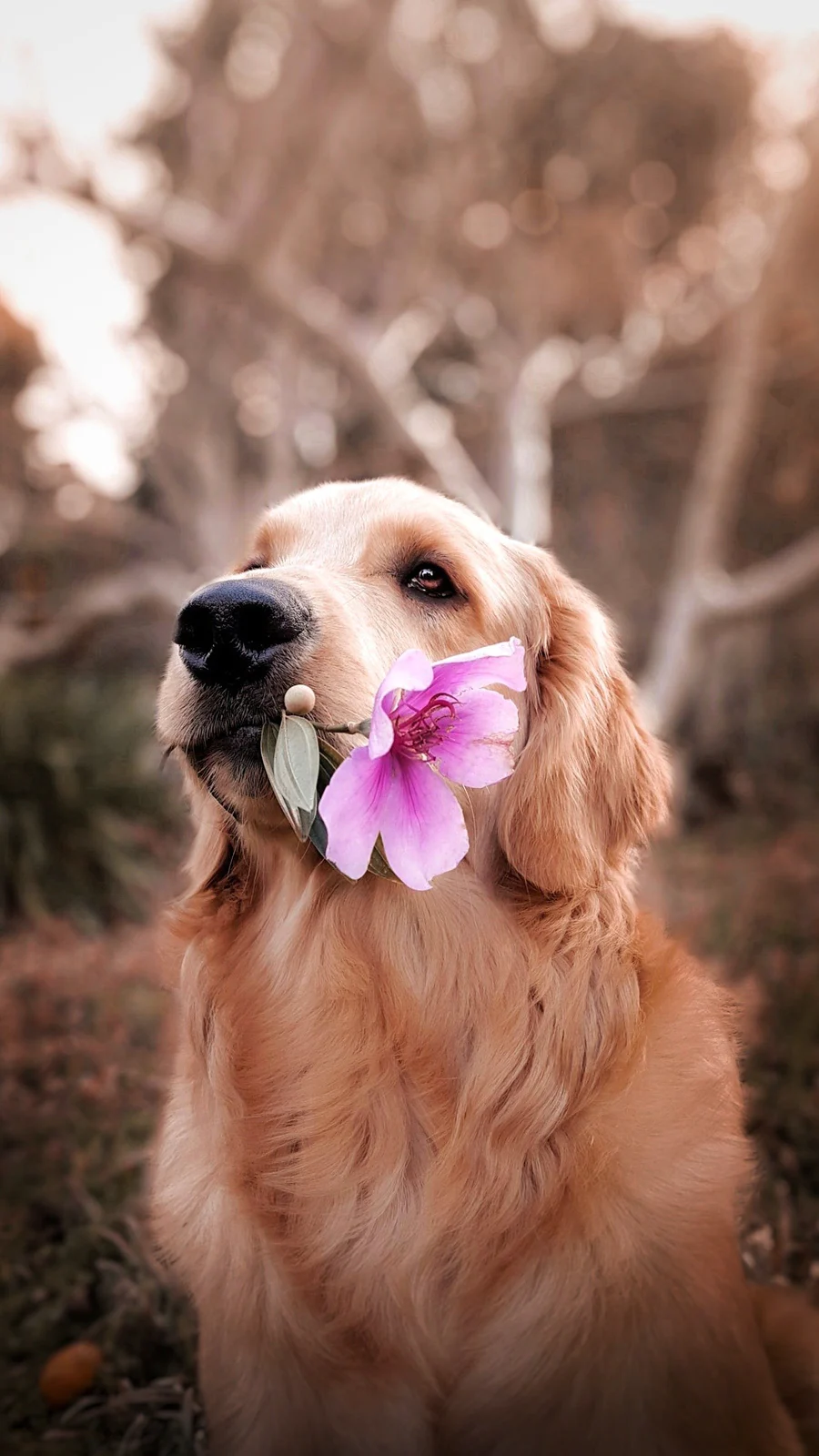 chien avec fleur
