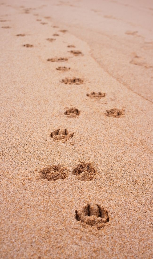 dog footsteps