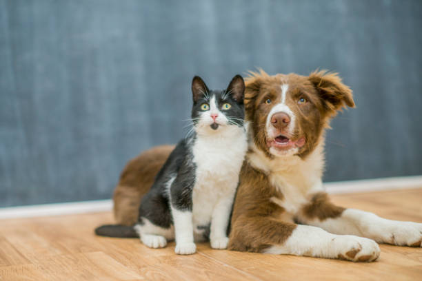 photo chien et chat