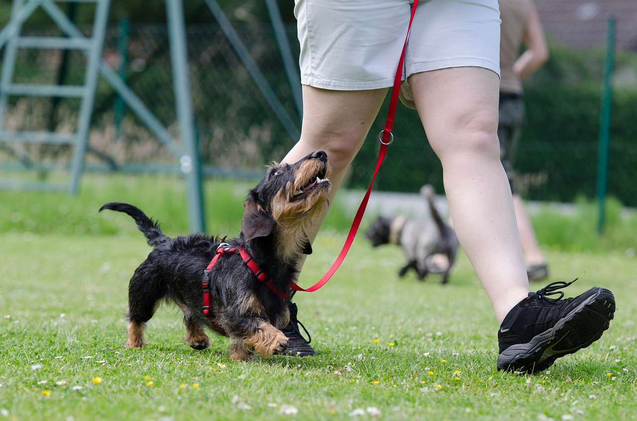 chien marche au pied laisse