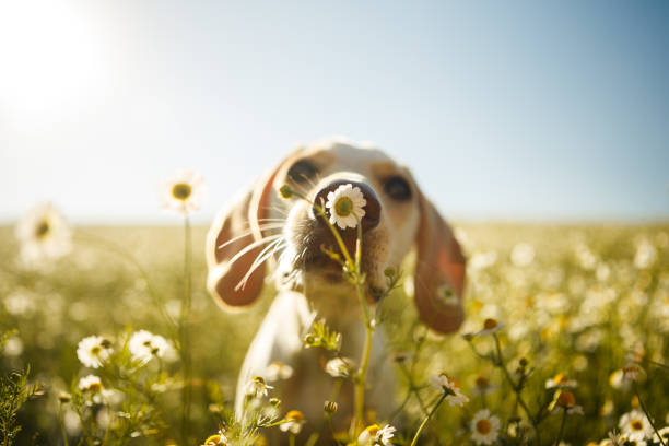 a white dog smelling a chamomile flower with the focus on the flower.