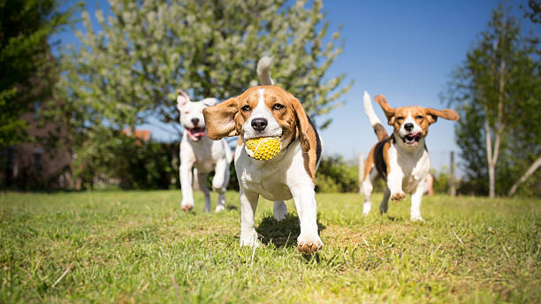 group of dogs playing in the park