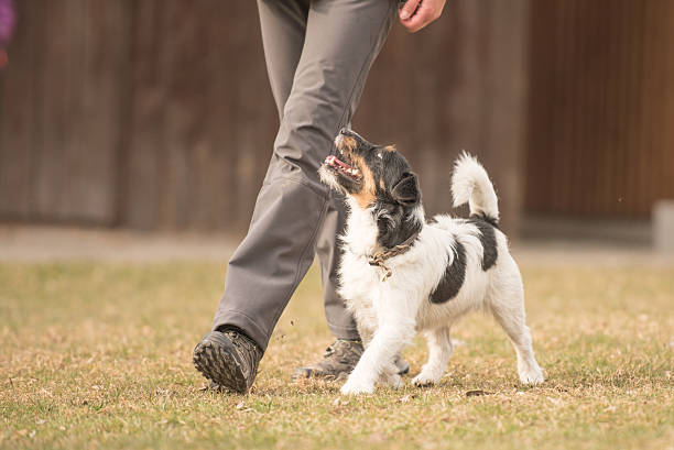 perfect footwork with a small jack russell terrier dog