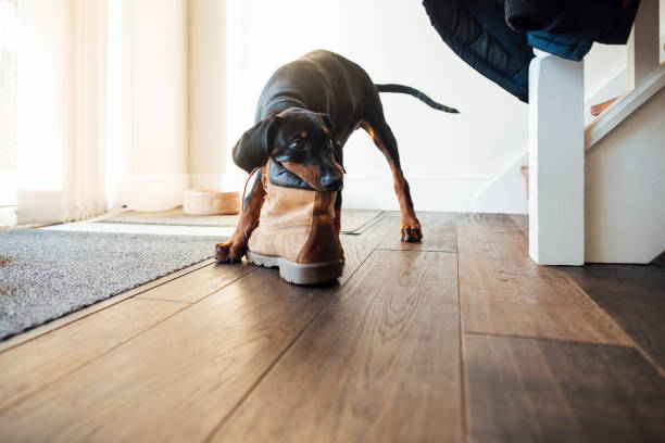 doberman puppy playing with a shoe at his home in the north east of england.